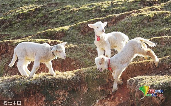 内有小羊?日本的新起点游戏下载方法详解