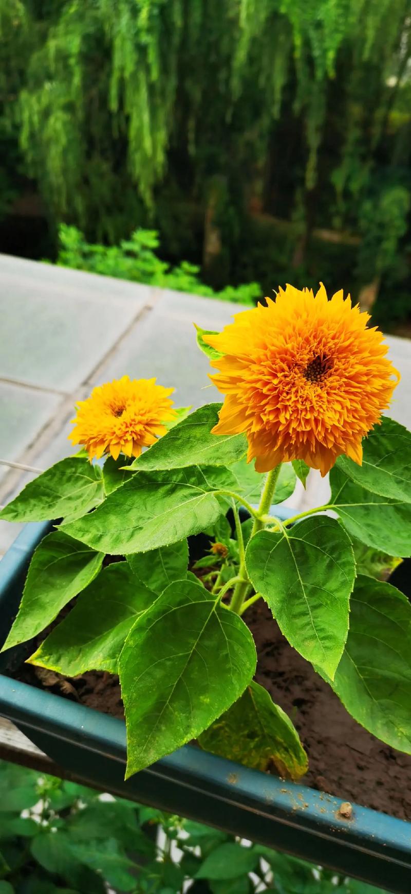 还在为下载欲望开花而烦恼？这篇教程帮你解决