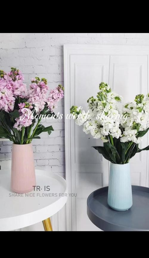 紫罗兰最新版本是多少？快来体验热辣可爱的全新功能！