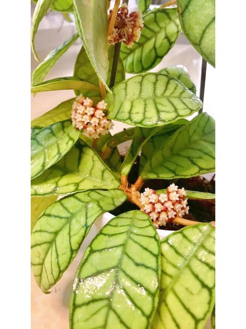 还在为下载欲望开花而烦恼？这篇教程帮你解决