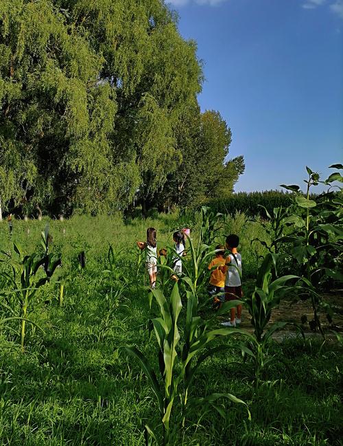 乡村生活的快乐暑假游戏下载：轻松玩转田园生活