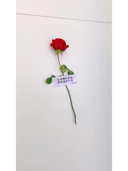 想玩玫瑰行动？最新版本号是多少？这里告诉你！