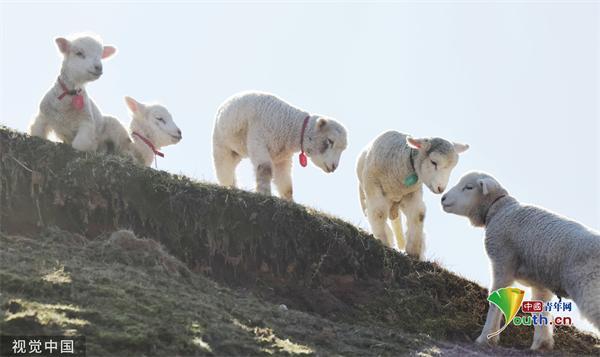 内有小羊?日本的新起点游戏下载方法详解
