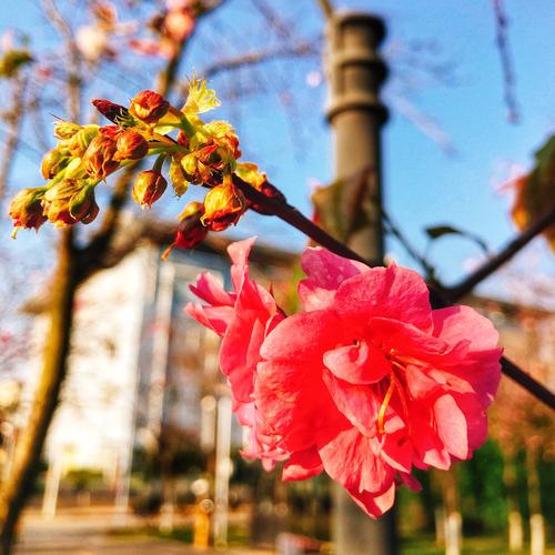 想看烂漫?这里提供最新更新地址和资源