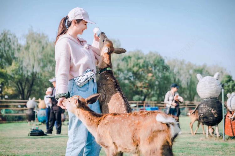 欢乐岛在哪下载？最全下载途径与安装指南