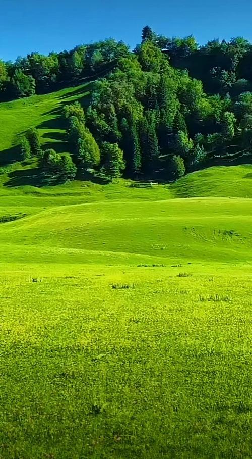 快速下载青青草原，几步搞定！