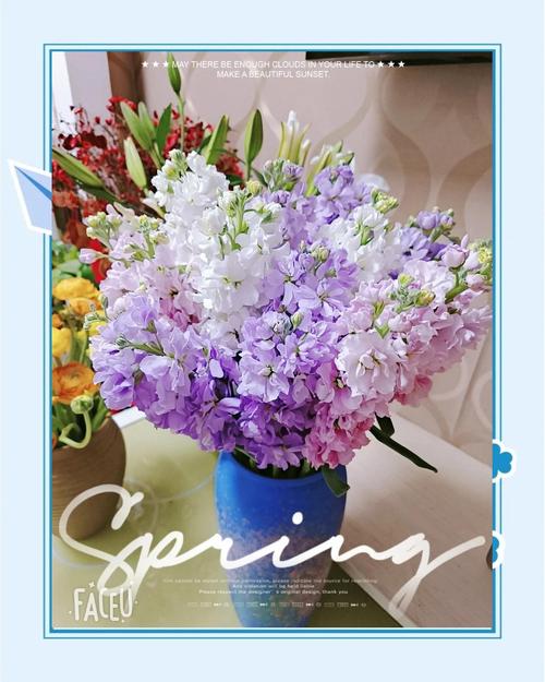 紫罗兰最新版本是多少？快来体验热辣可爱的全新功能！