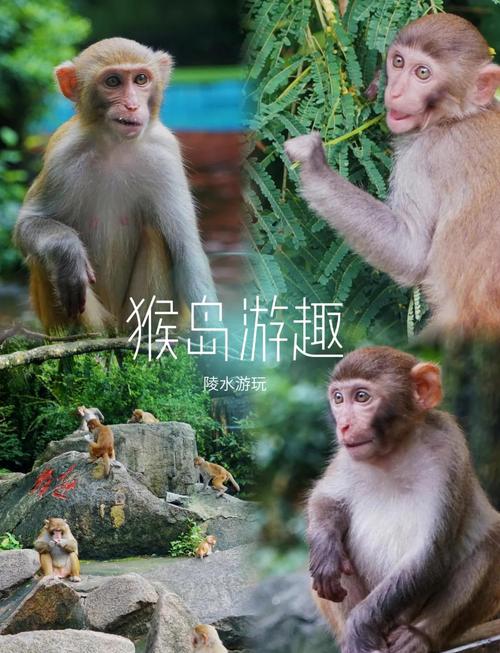 欢乐岛你弟弟喜欢的游戏？猴子跑酷好玩吗？