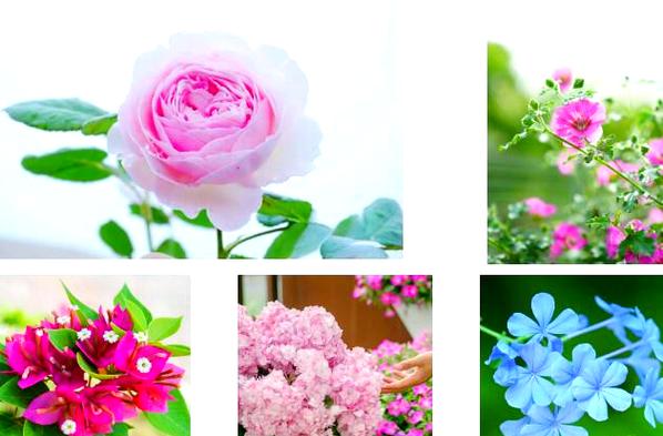 还在为下载欲望开花而烦恼？这篇教程帮你解决