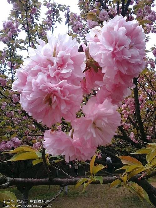 最新红樱花馆下载地址分享，轻松上手玩游戏