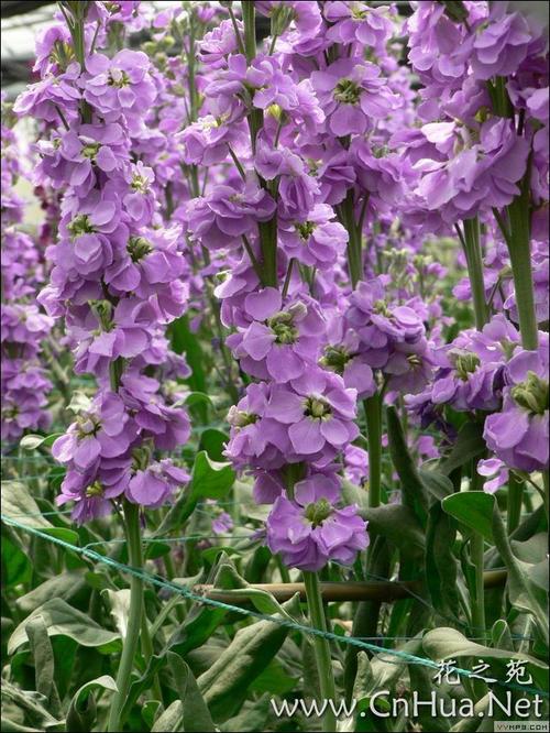 紫罗兰最新版本是多少？快来体验热辣可爱的全新功能！