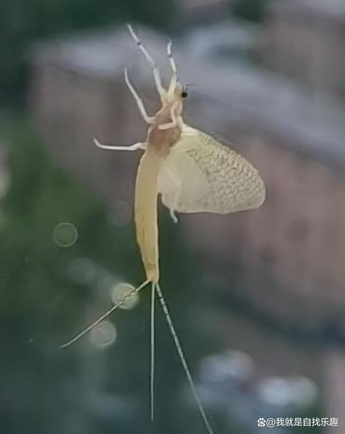 还在找蜉蝣V0.2重制版安卓下载？点击即玩