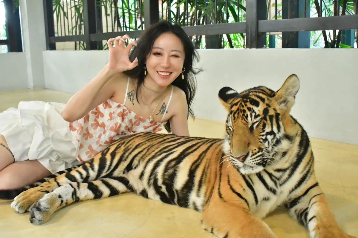 小虎官方网站：种马V0.12最新版本下载地址