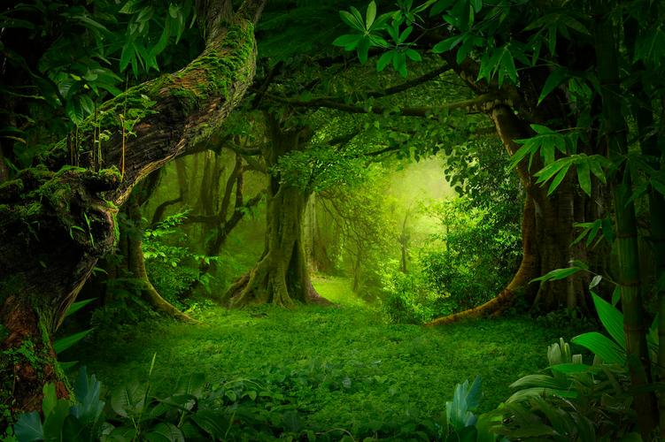 丛林V0.20版本大全：剧情背景、人物设定深度解读