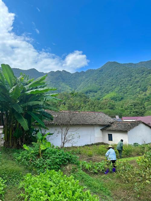 解锁乡村生活新玩法:杨过游戏暑假特别篇