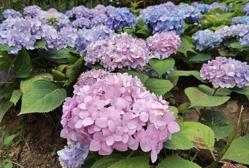 想玩一夏之花?这里提供官方下载地址!