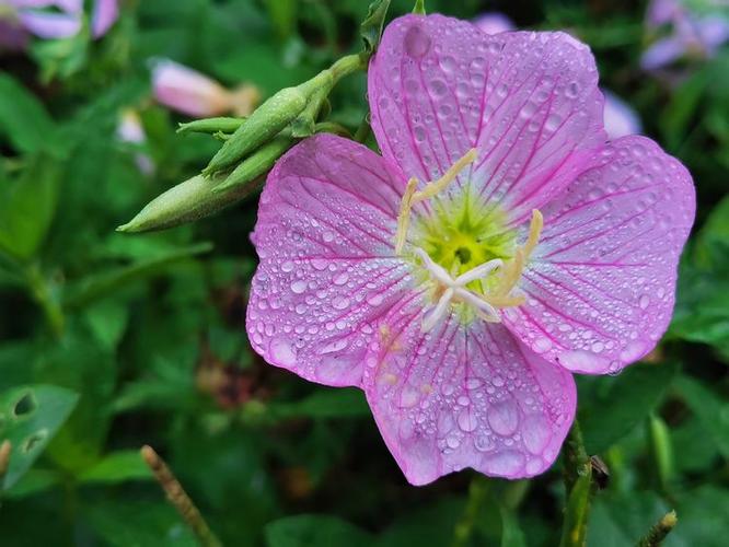 寻找优艳之花下载地址？教你快速找到安全资源