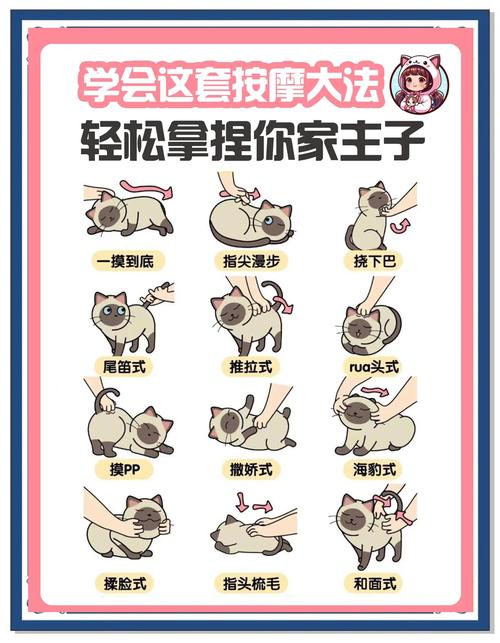 如何知道喵喵岛2的最新版本？版本更新日志及下载链接