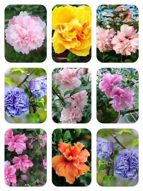 寻找优艳之花下载地址？教你快速找到安全资源