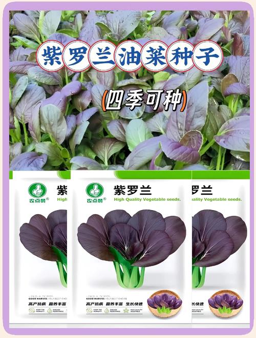热辣可爱：紫罗兰最新品种及种植技巧