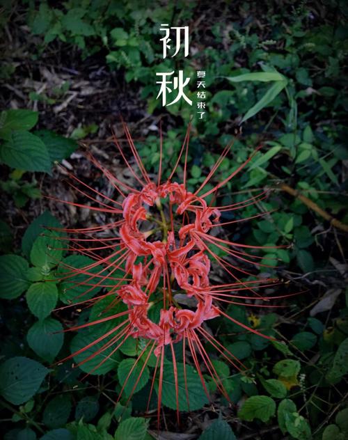 彼岸花官方正式版下载最新版：安卓手机版免费下载安装