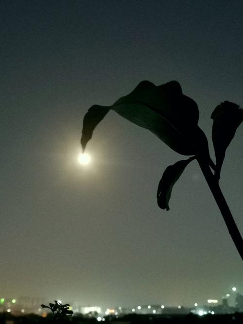 想玩失落的月亮？这里有你想要的全部版本！