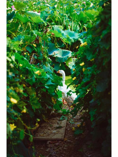 我的乡村生活官方正式版最新版下载:体验田园生活