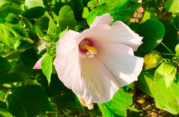 想玩一夏之花?这里提供官方下载地址!