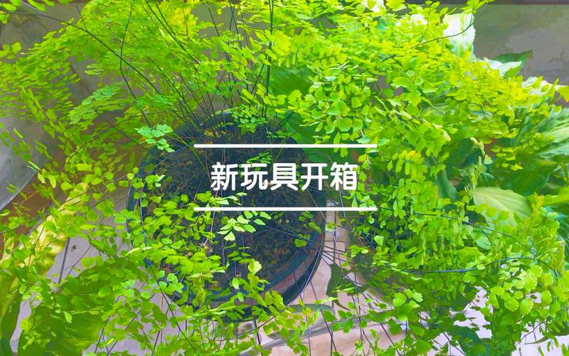 靠送奇怪玩具然后嘿嘿在哪下载?揭秘隐藏下载链接