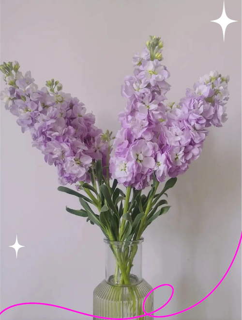 热辣可爱：紫罗兰最新品种及种植技巧