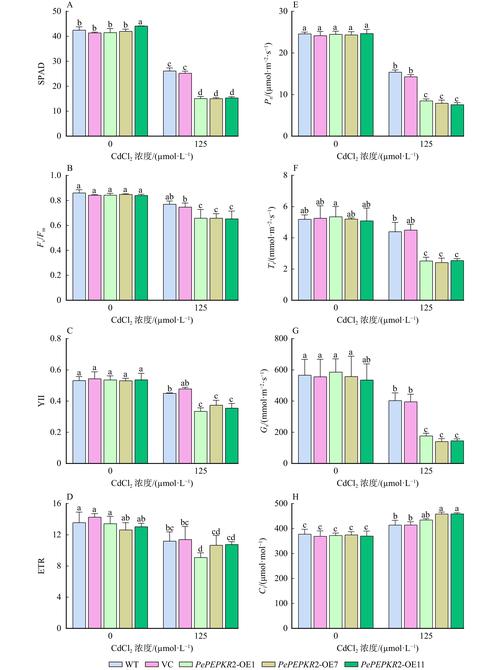 安全下载胁迫COERCION官方正式版：体验最新功能