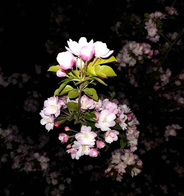 夜幕之花官方正式版下载最新版：快速获取游戏最新版本