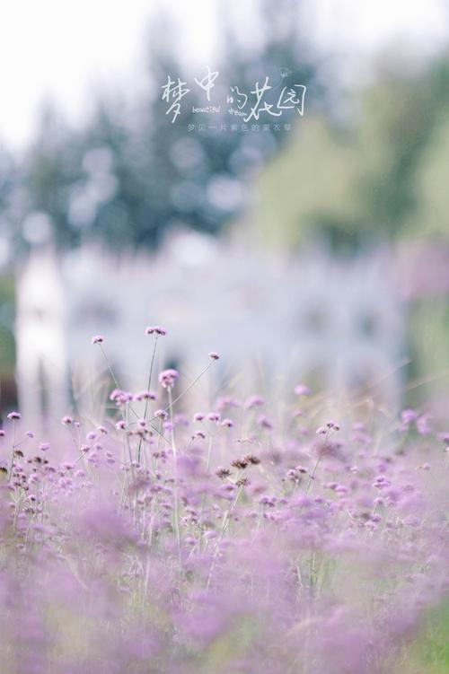 一夏之花更新地址在哪里？最新剧情更新内容一览