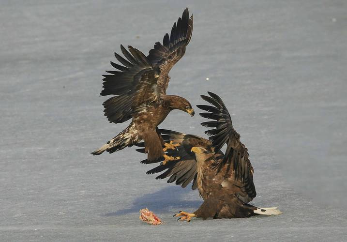 寻找大雕征服世界安卓下载?这里有正版资源