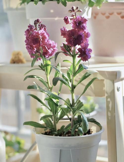 热辣可爱：紫罗兰最新品种及种植技巧