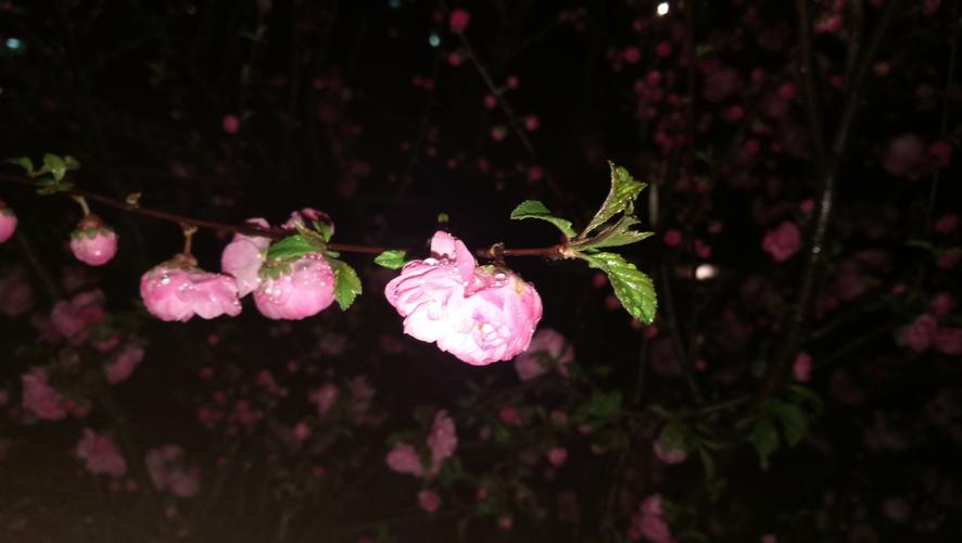 夜幕之花官方正式版下载最新版：快速获取游戏最新版本