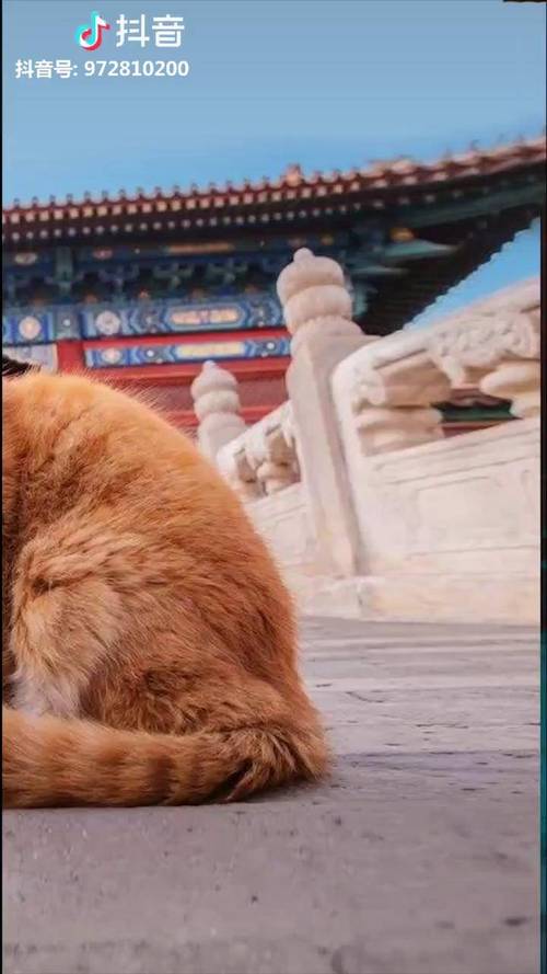 想玩捡到千年猫？全版本合集带你了解