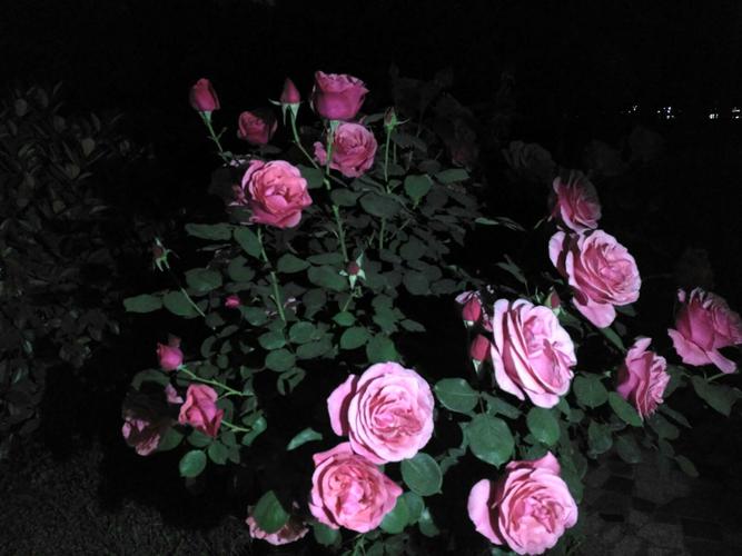 夜幕之花官方正式版下载最新版：快速获取游戏最新版本