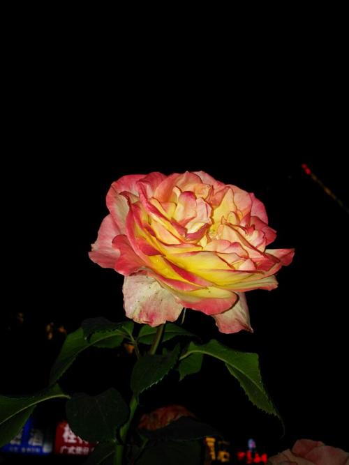 夜幕之花官方正式版下载最新版：快速获取游戏最新版本