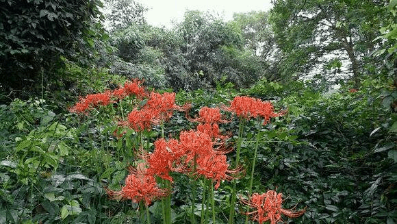 彼岸花安卓版下载：寻找失散亲人的冒险之旅