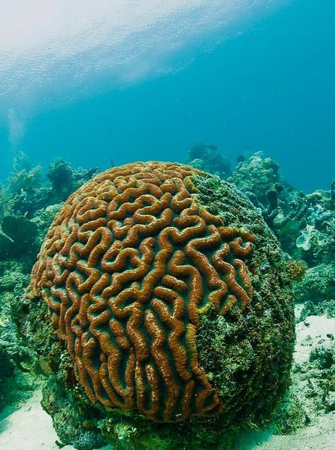 想玩青色大脑安卓版？这里有完整安装包