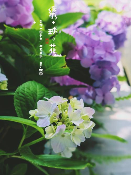 一夏之花更新地址在哪里？最新剧情更新内容一览