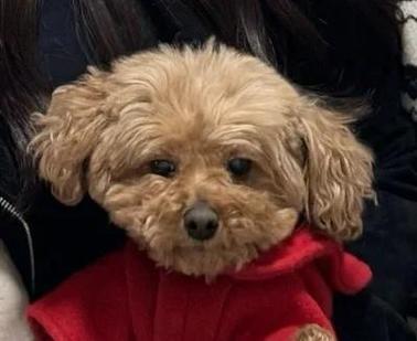 急寻神的不在场更新地址!玩家都在这里下载游戏