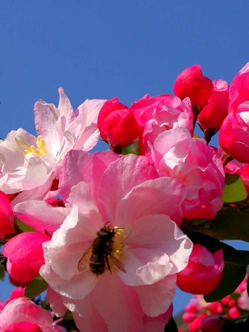 寻找优艳之花下载地址？教你快速找到安全资源