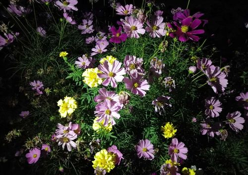 夜幕之花官方正式版下载最新版：快速获取游戏最新版本