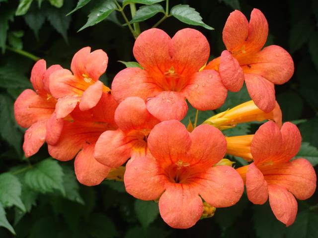 寻找优艳之花下载地址？教你快速找到安全资源