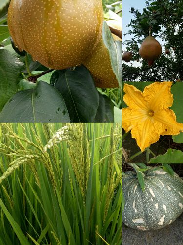 乡村生活的快乐暑假下载方法大全,安全便捷!