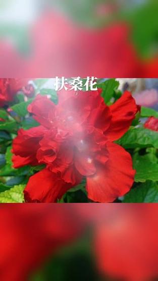 寻找优艳之花下载地址？教你快速找到安全资源