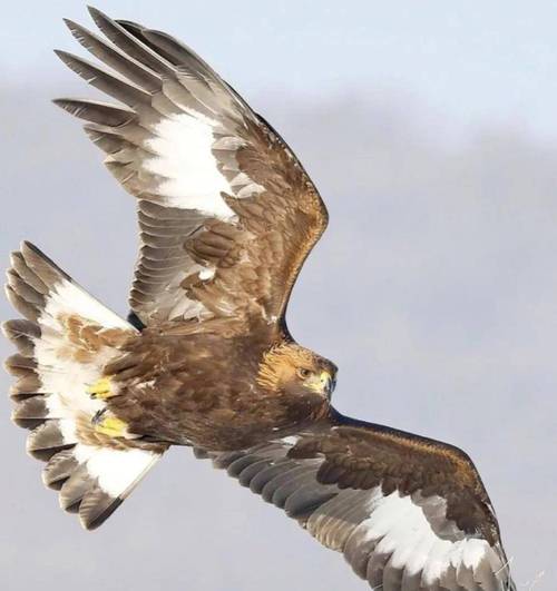 大雕征服世界最新版本：剧情精彩画面惊艳！