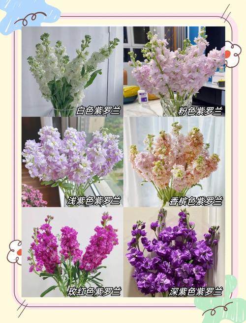 热辣可爱风紫罗兰官网：解锁时尚新高度，感受紫罗兰的独特魅力